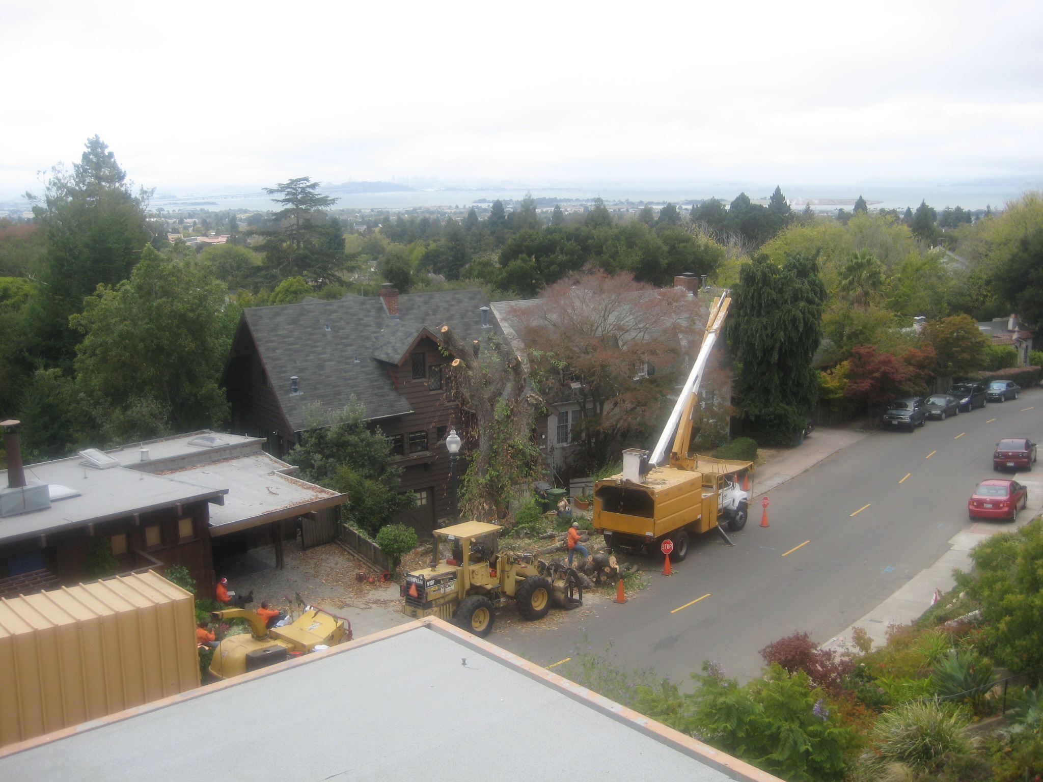 Goodbye diseased elm tree