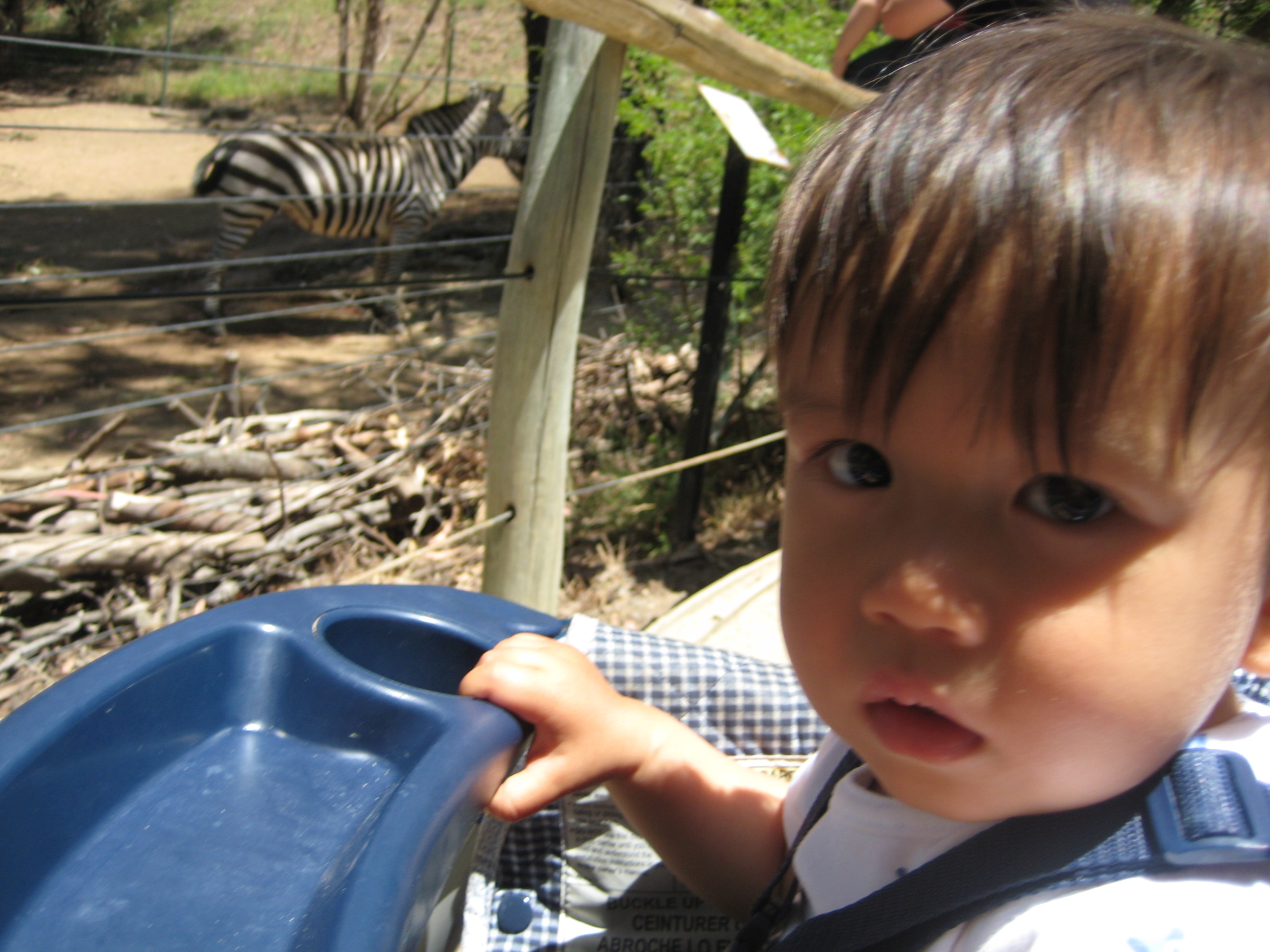 Zebras at the Oakland Zoo