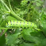 Herb garden visitor